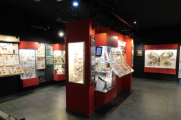 Łeba Atrakcja Muzeum Motyle Świata