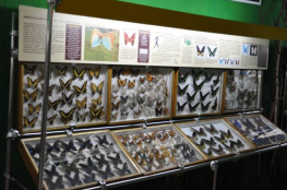 Łeba Atrakcja Muzeum Motyle Świata